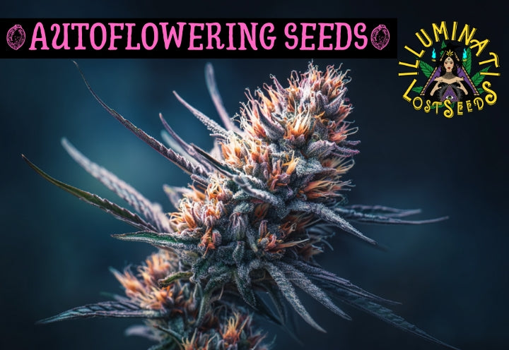 Autoflowering Seeds