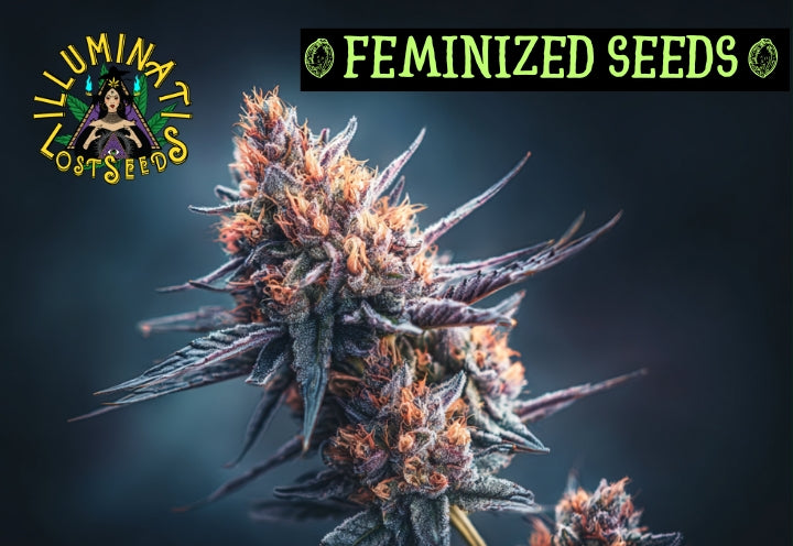 Feminisierte Seeds