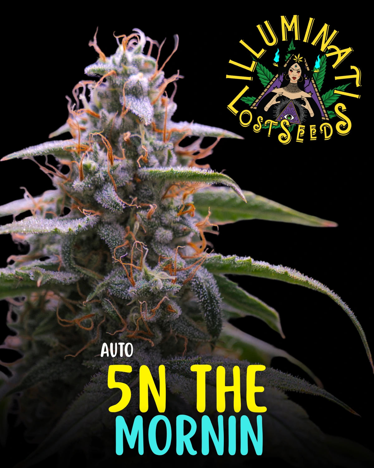 5N the Mornin Auto