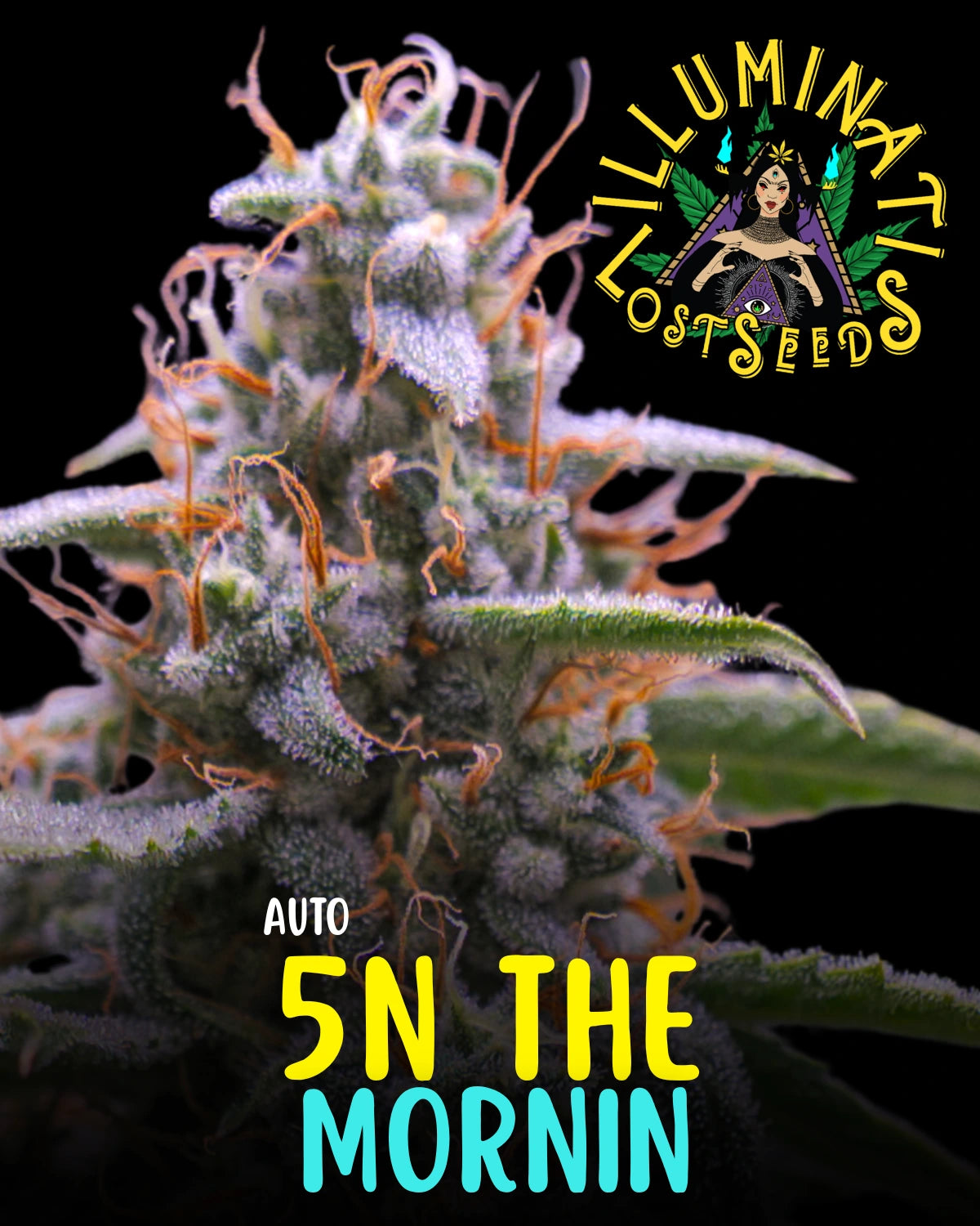5N the Mornin Auto