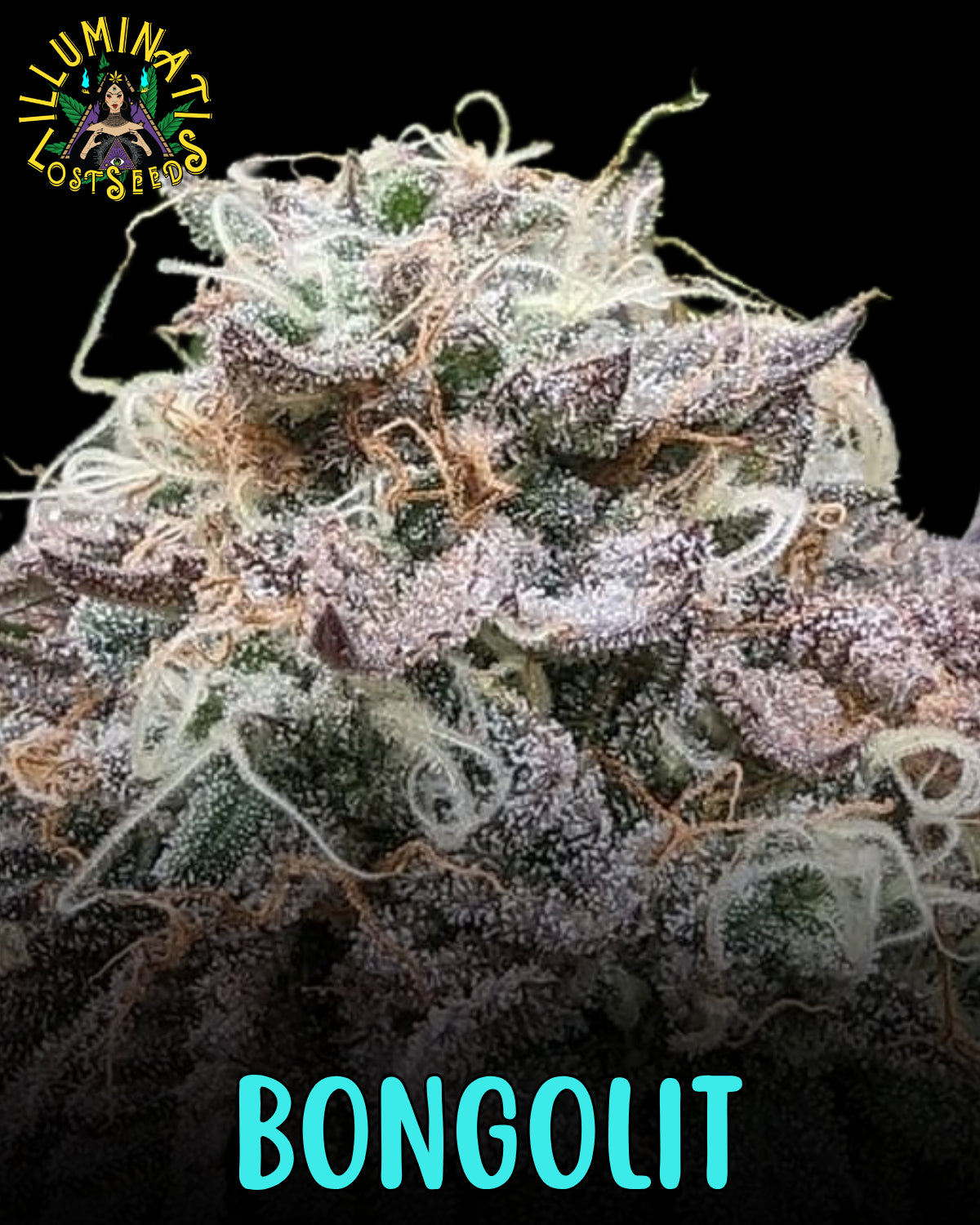 Bongolit