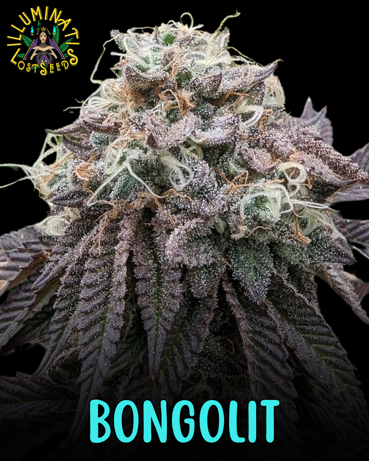 Bongolit