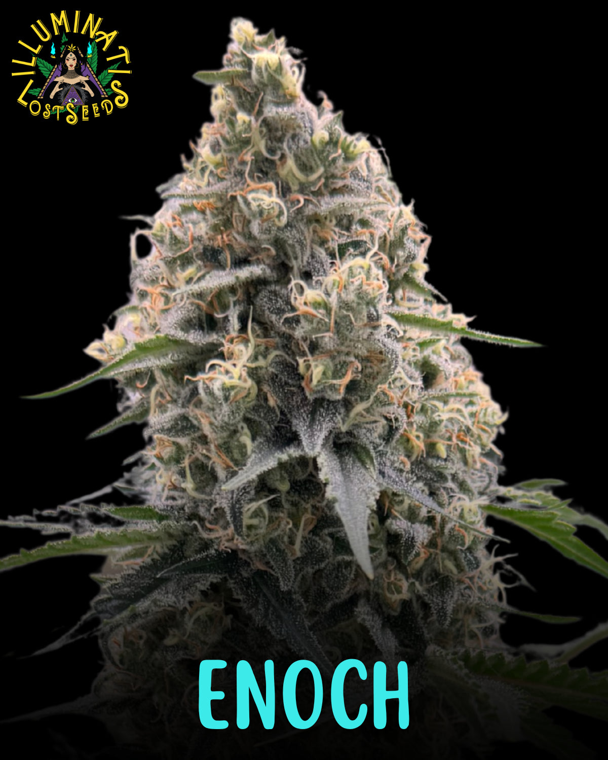 Enoch