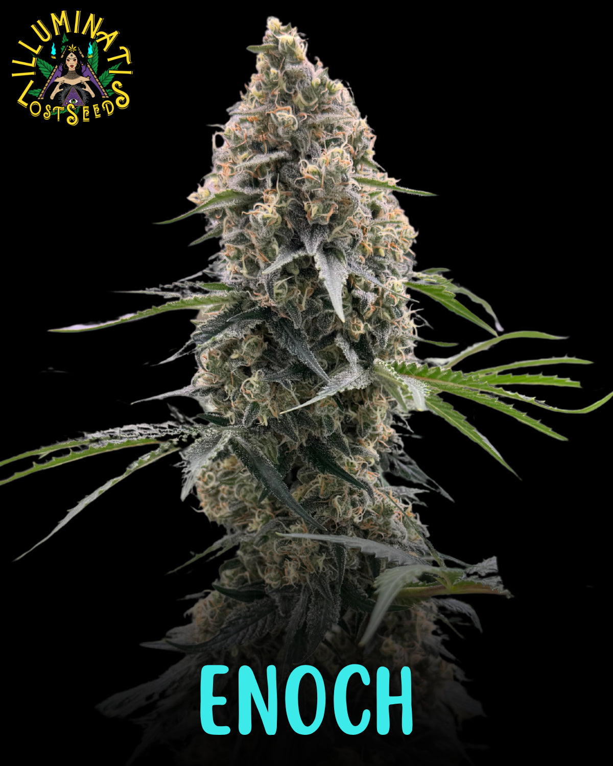 Enoch