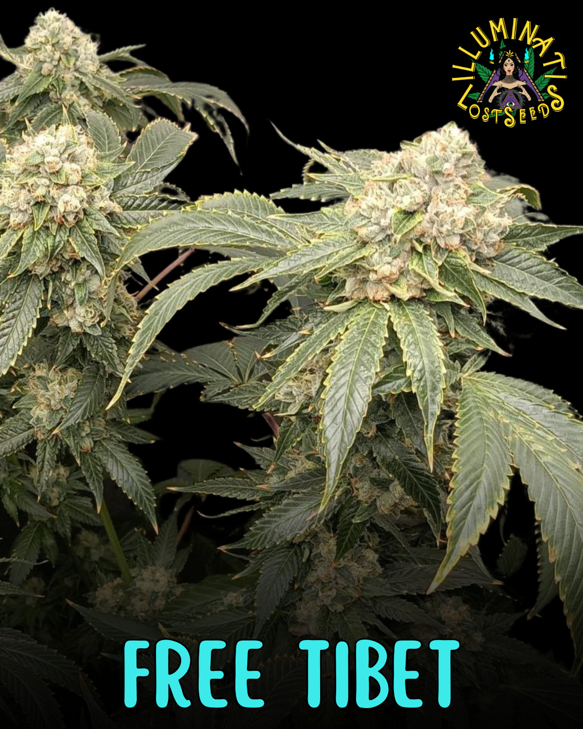 Free Tibet
