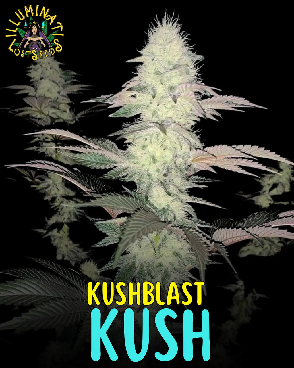 Kushblast Kush