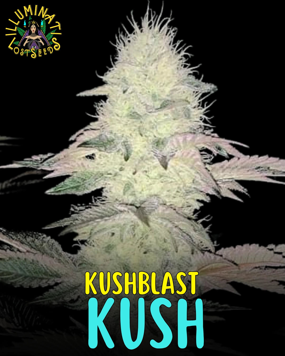 Kushblast Kush