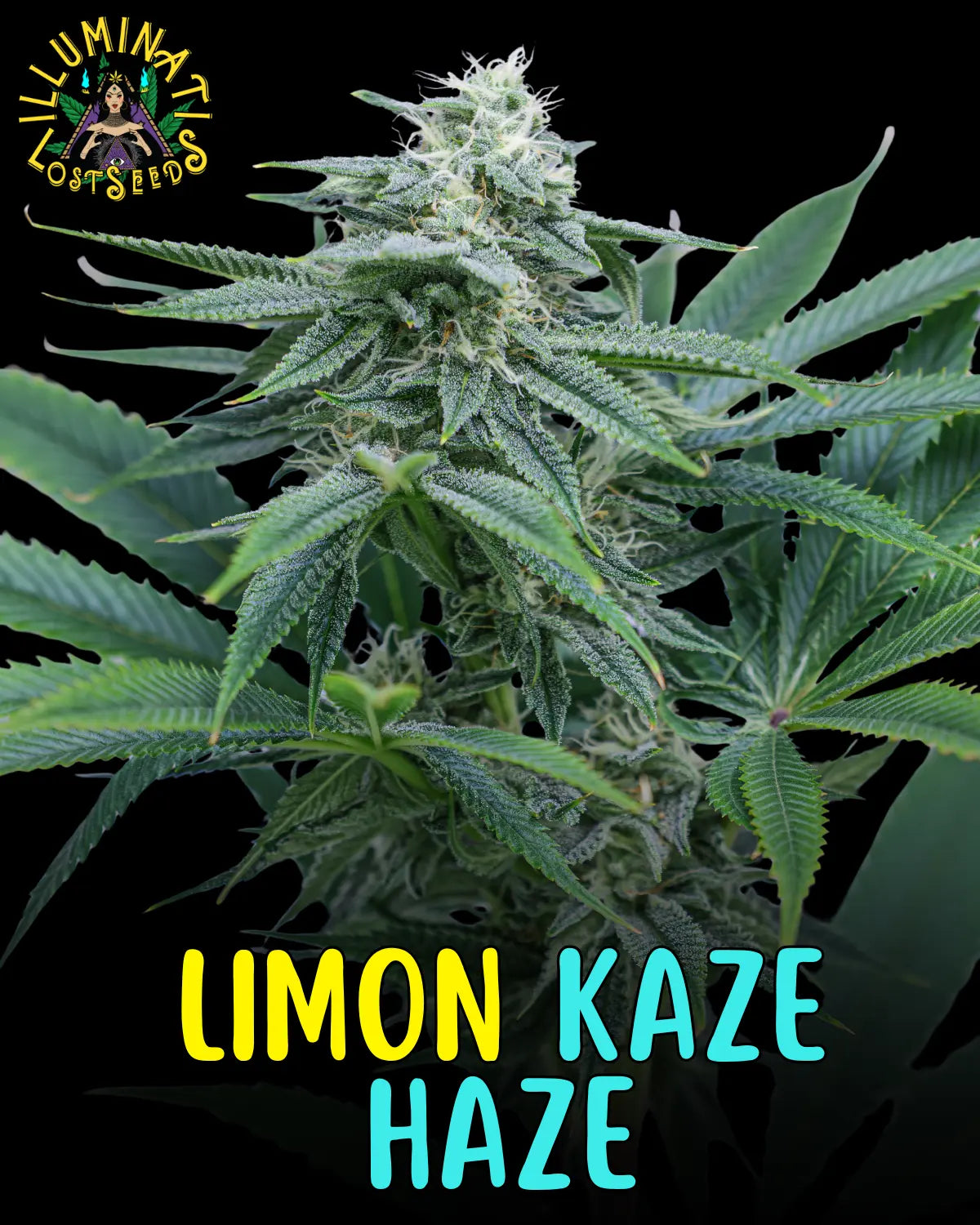 Limon Kaze Haze