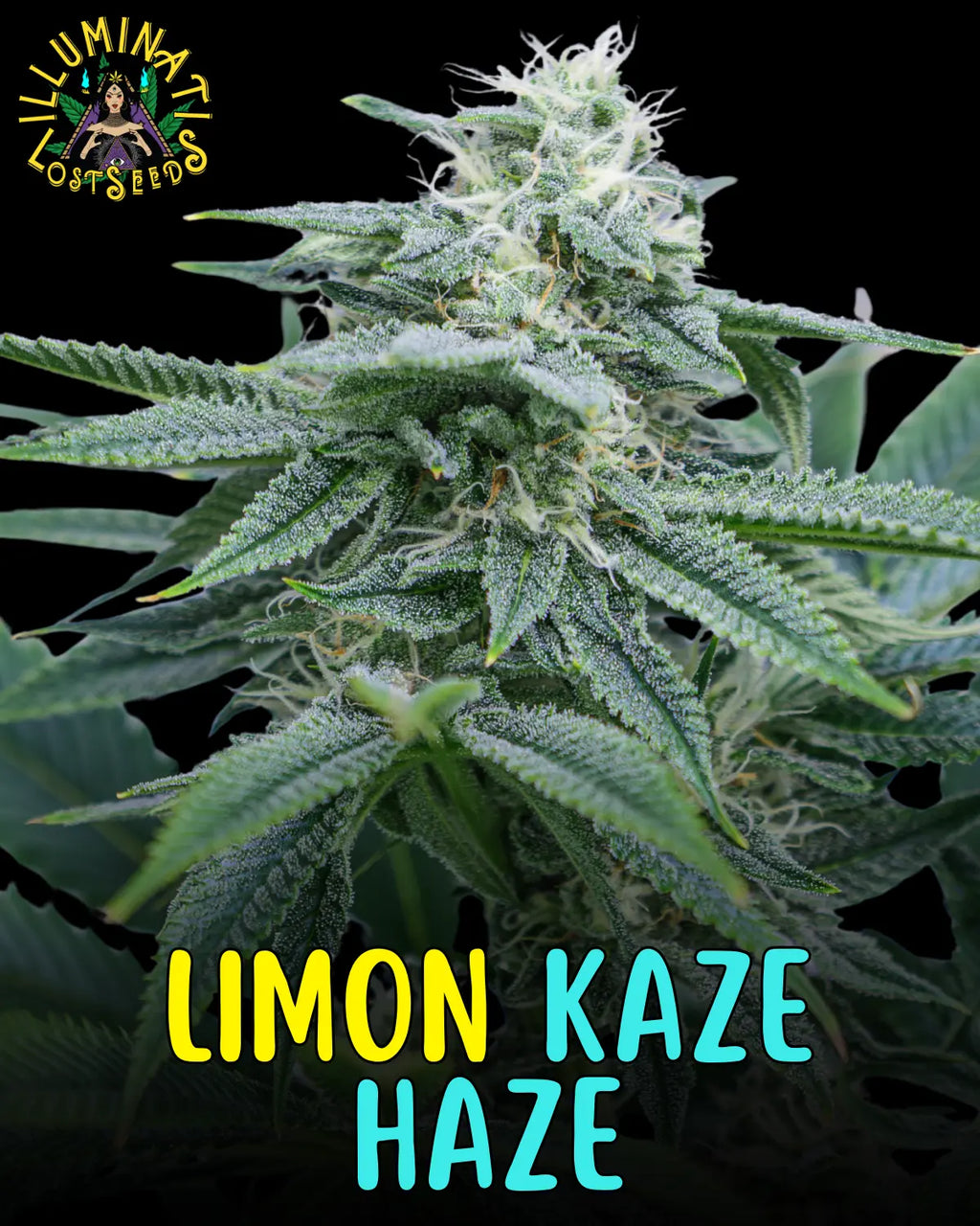 Limon Kaze Haze