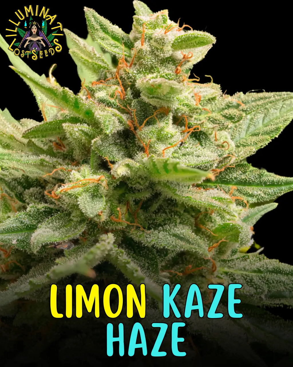 Limon Kaze Haze