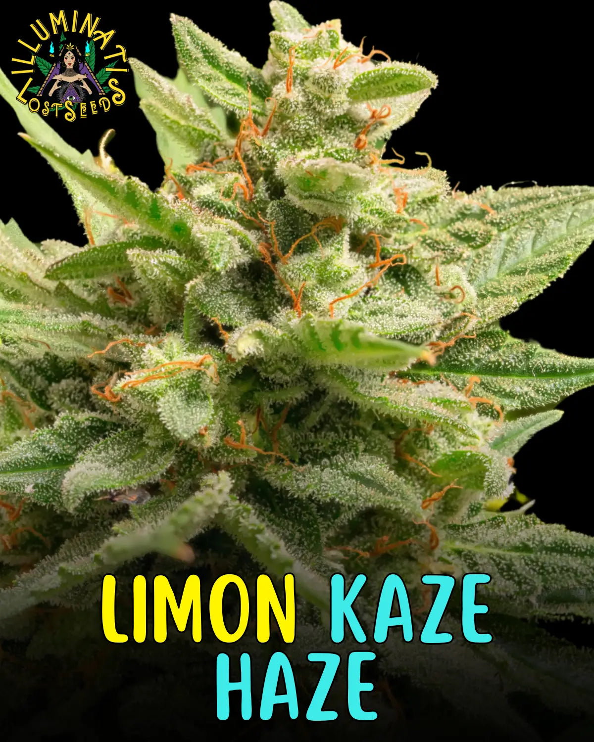Limon Kaze Haze