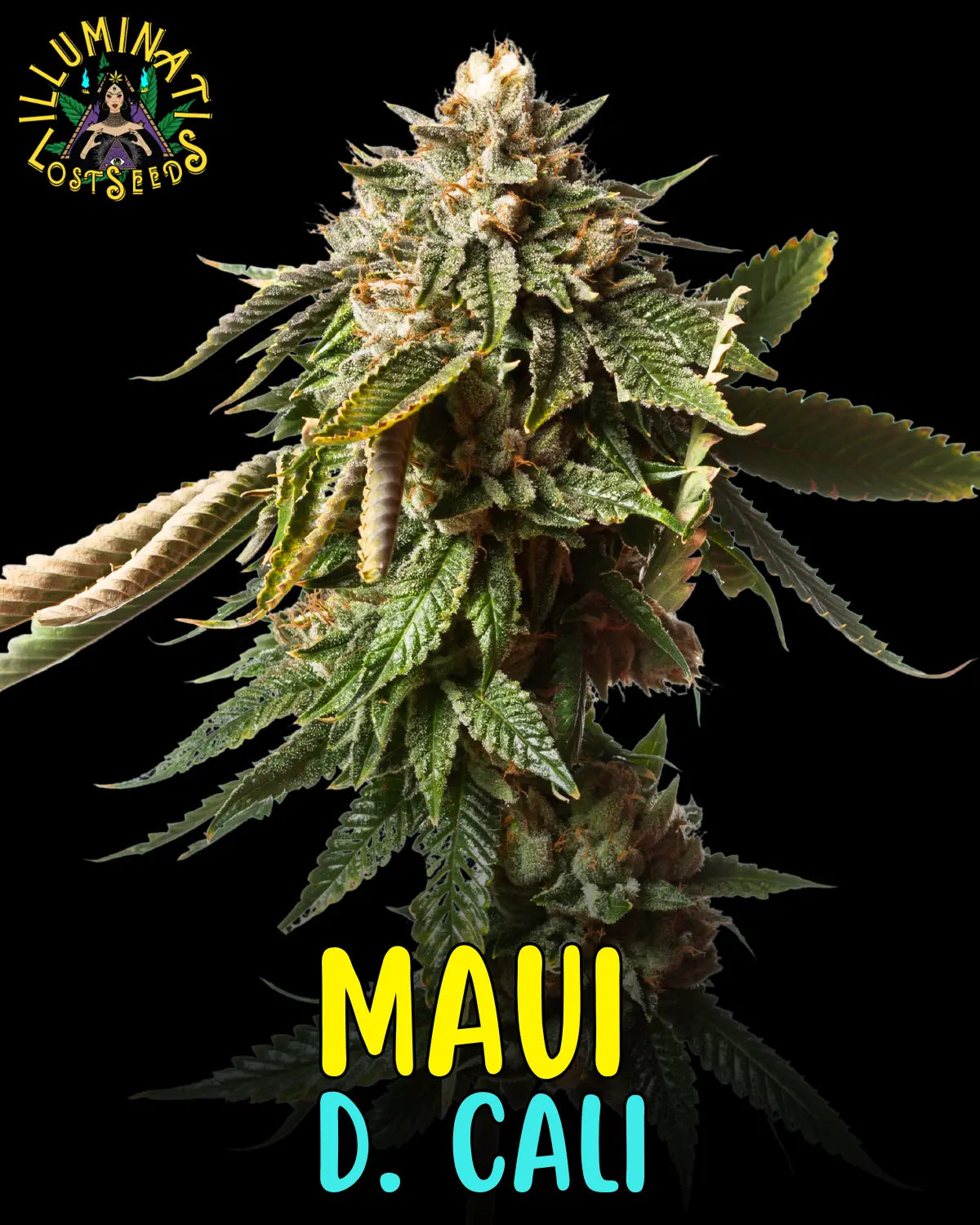 Maui D. Cali