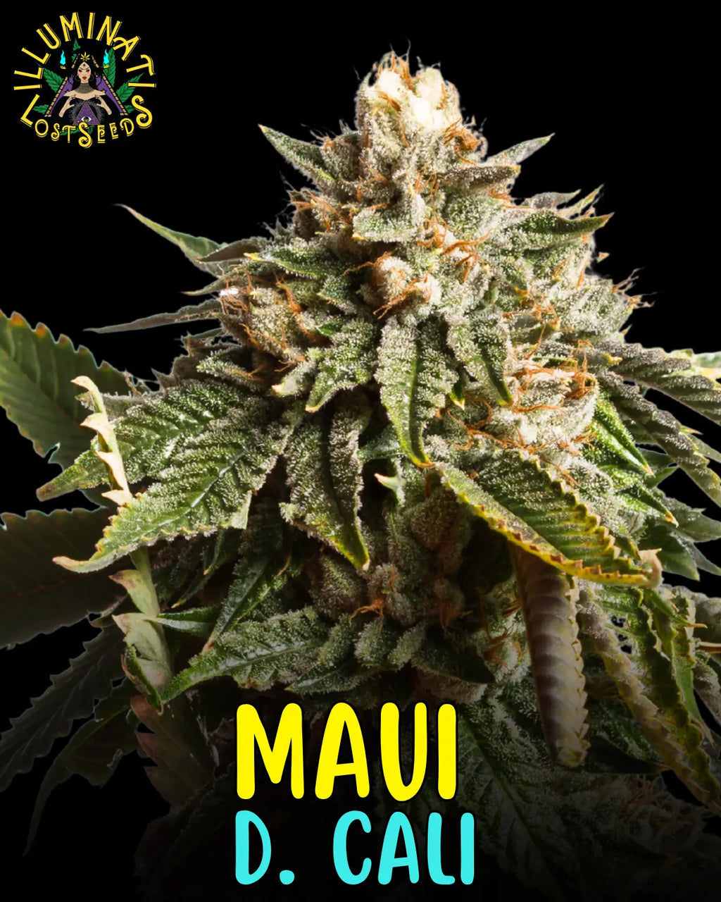 Maui D. Cali