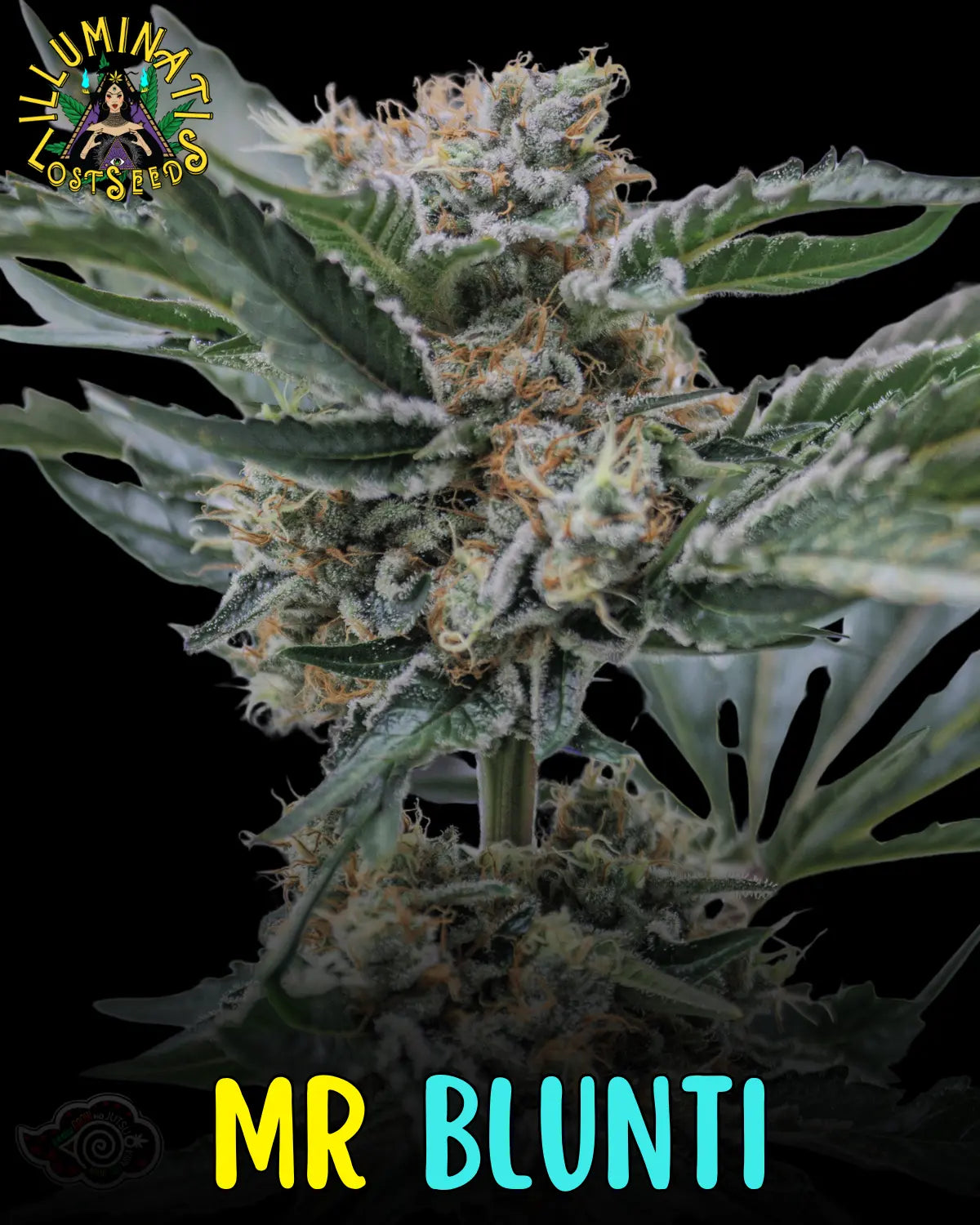 Mr. Blunti
