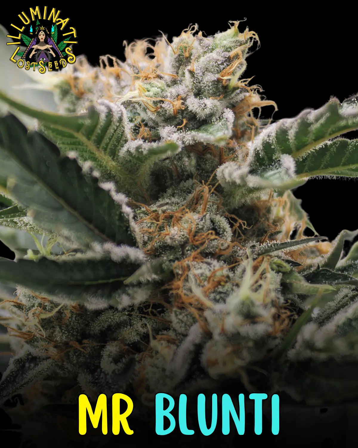 Mr. Blunti