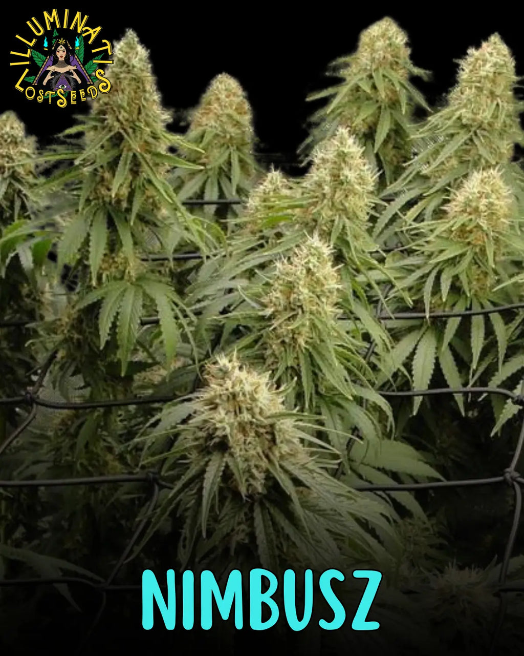 Nimbusz