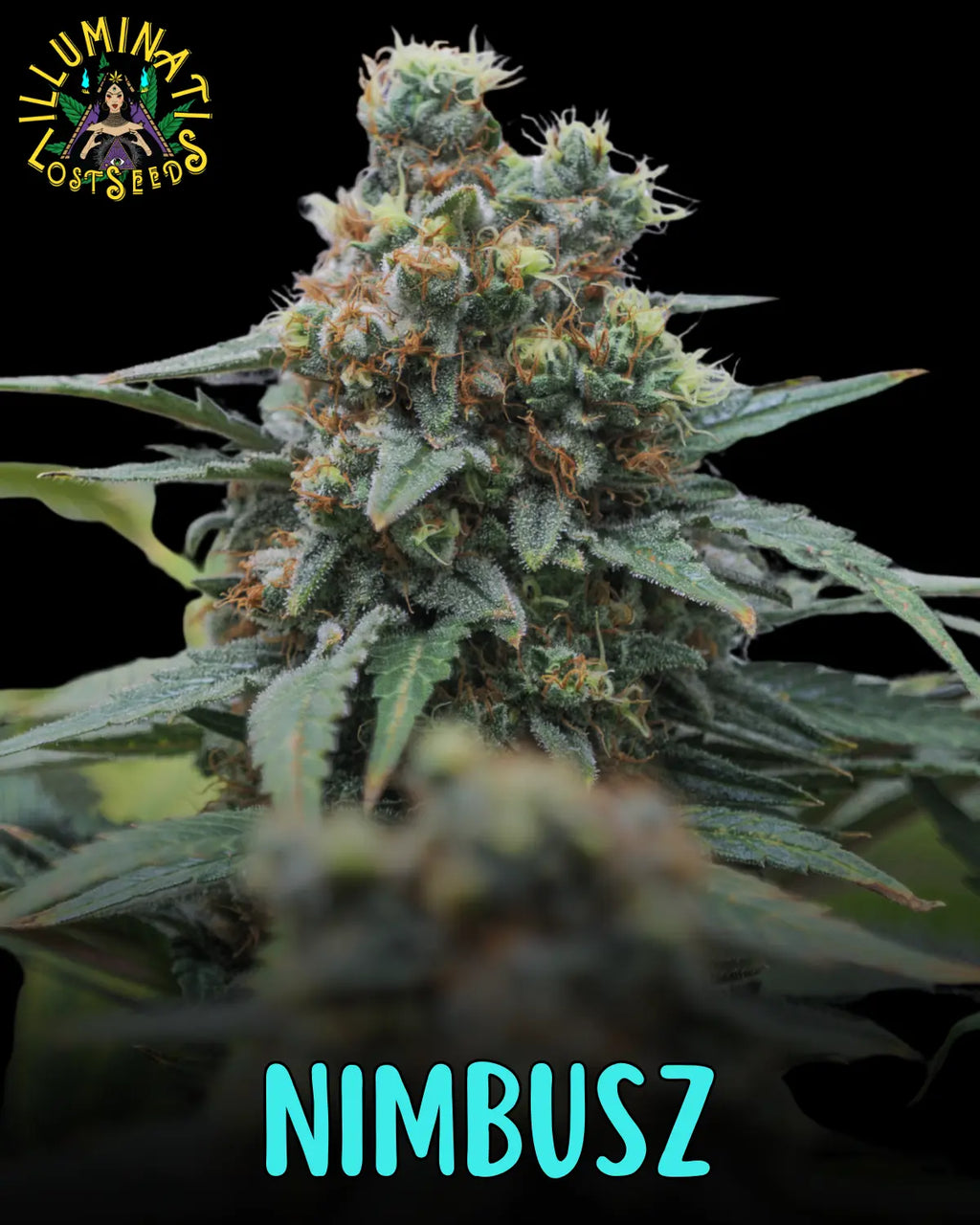 Nimbusz