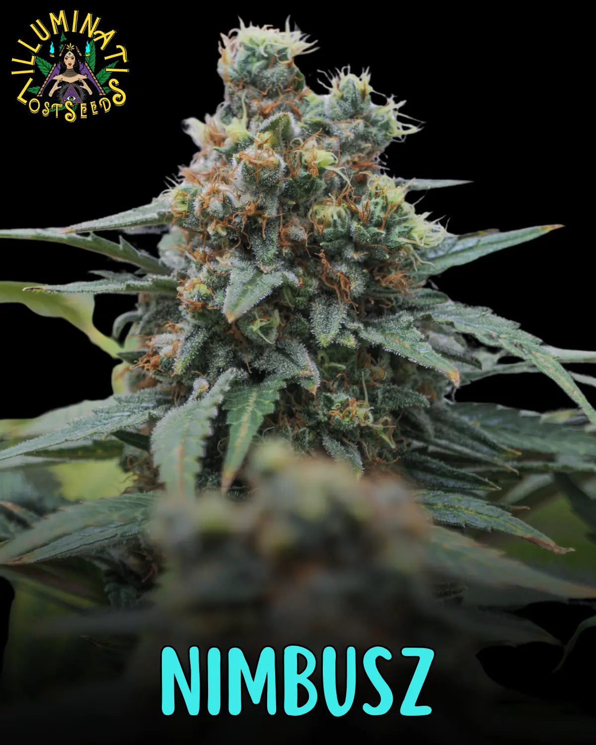 Nimbusz