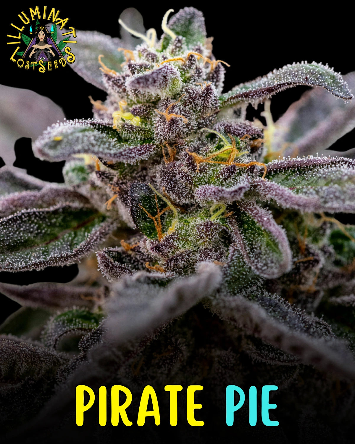 Pirate Pie