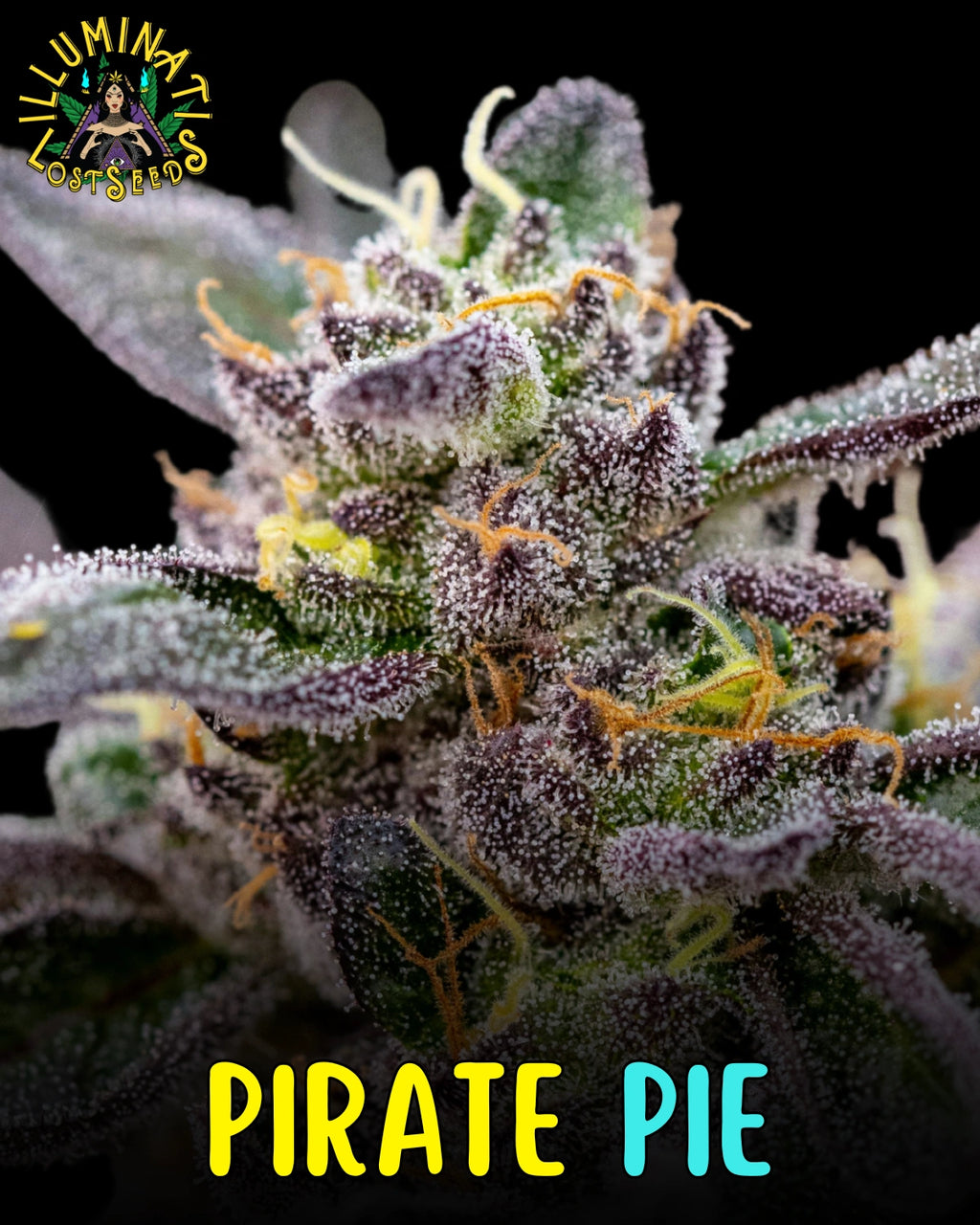 Pirate Pie