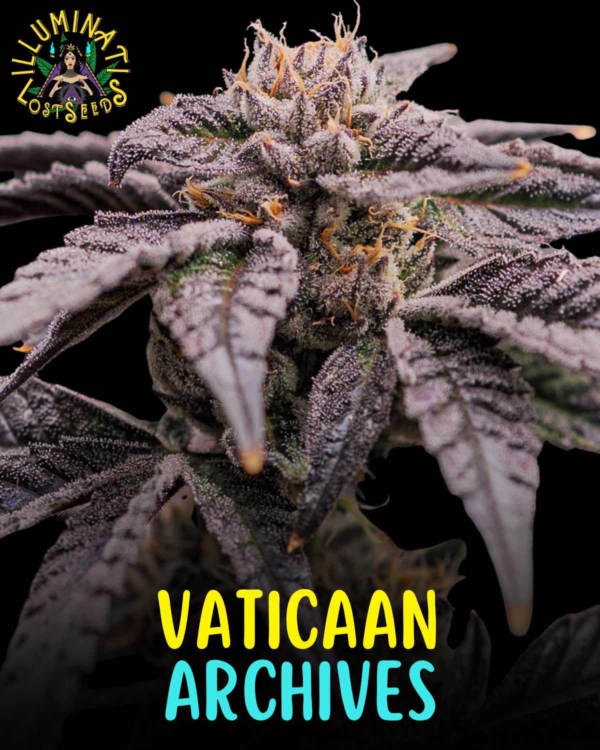 Vaticaan Archives