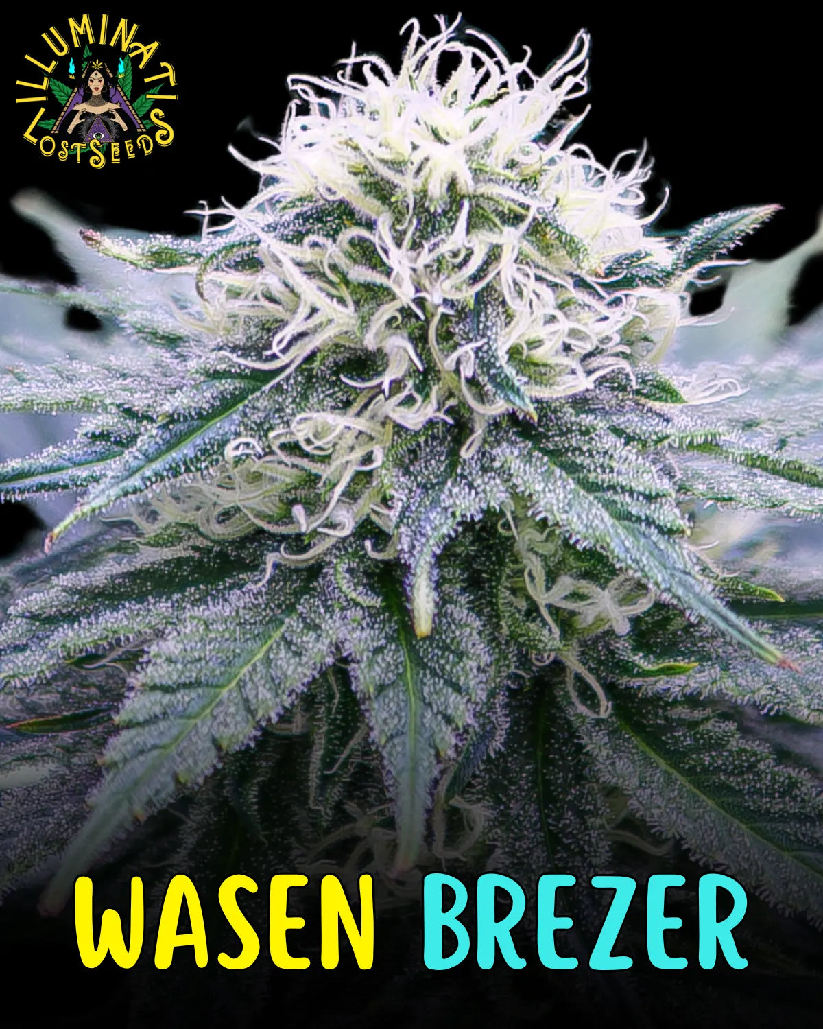 Wasen Brezer