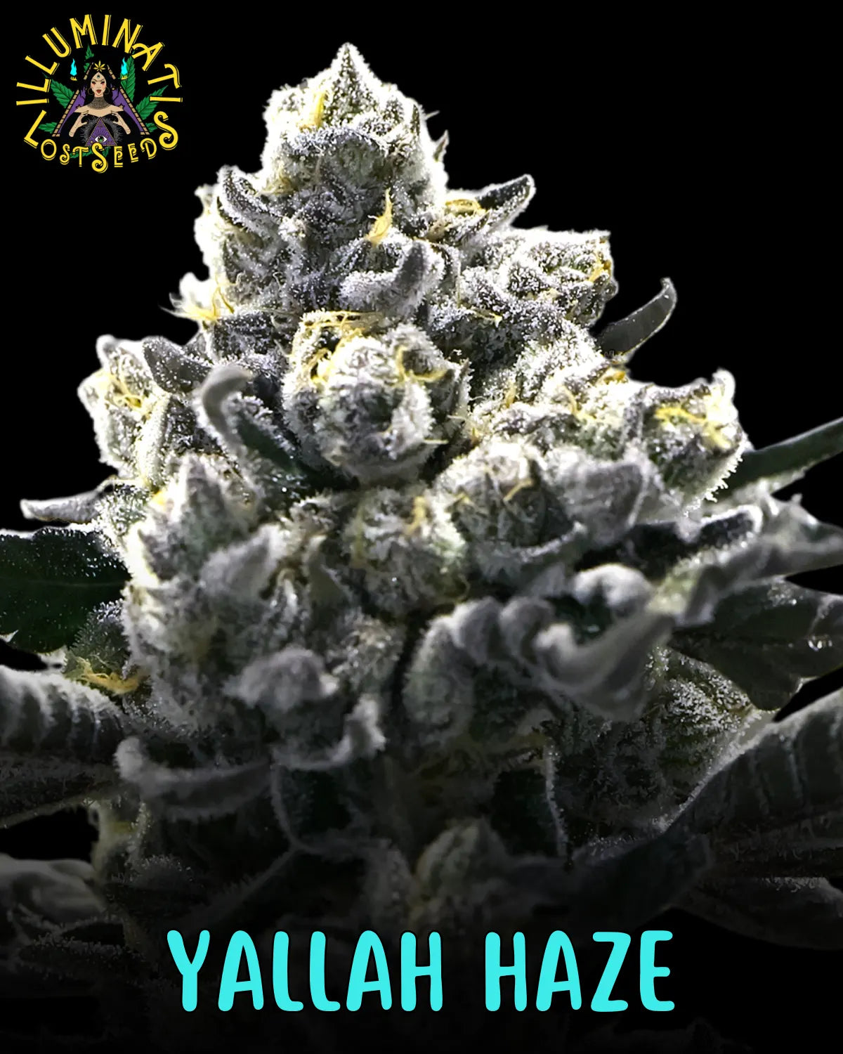 Yallah Haze