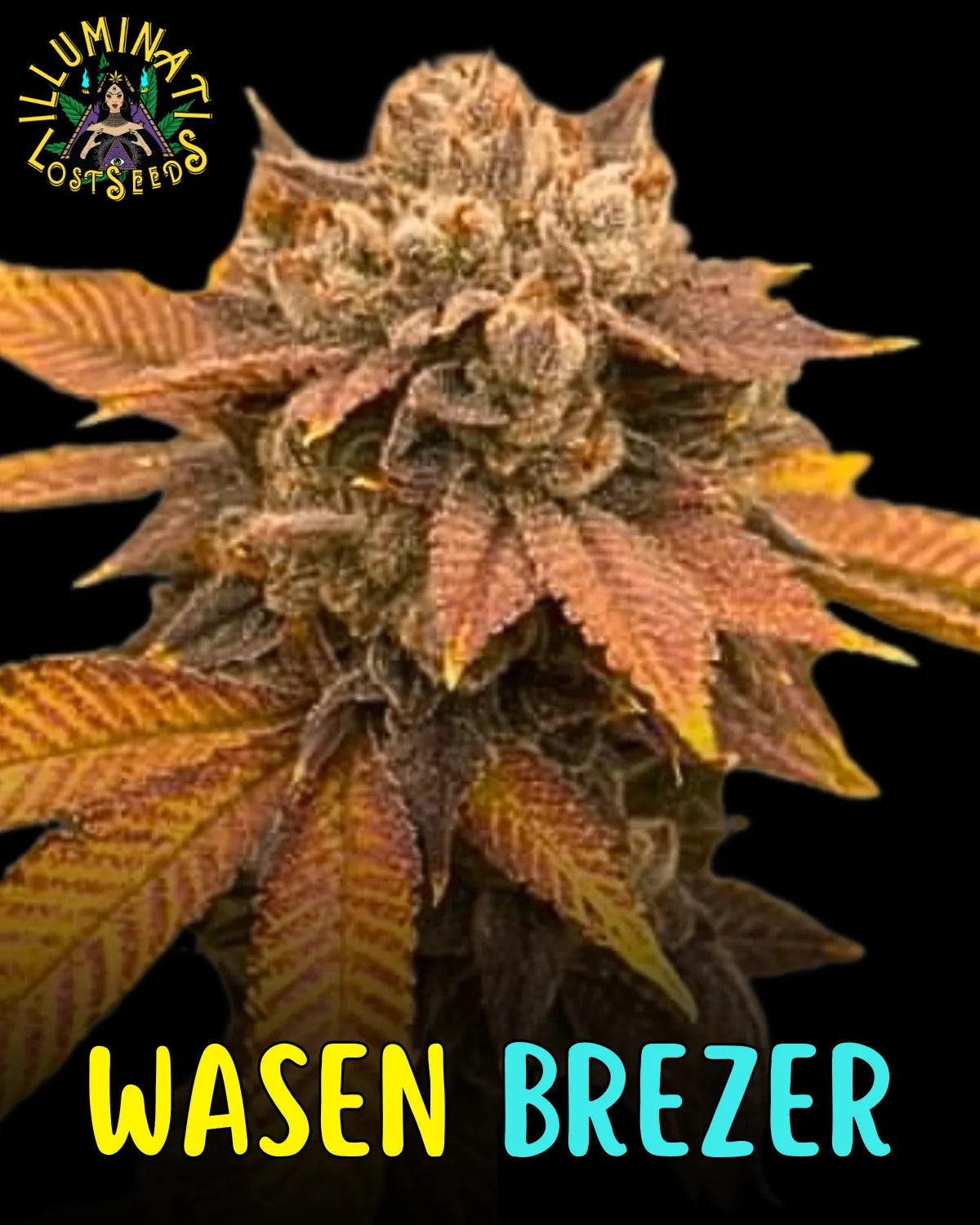 Wasen Brezer