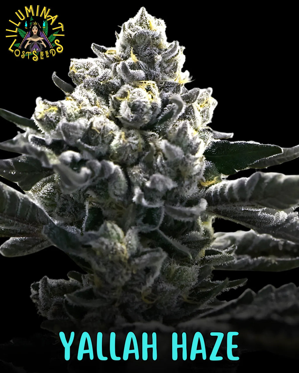 Yallah Haze