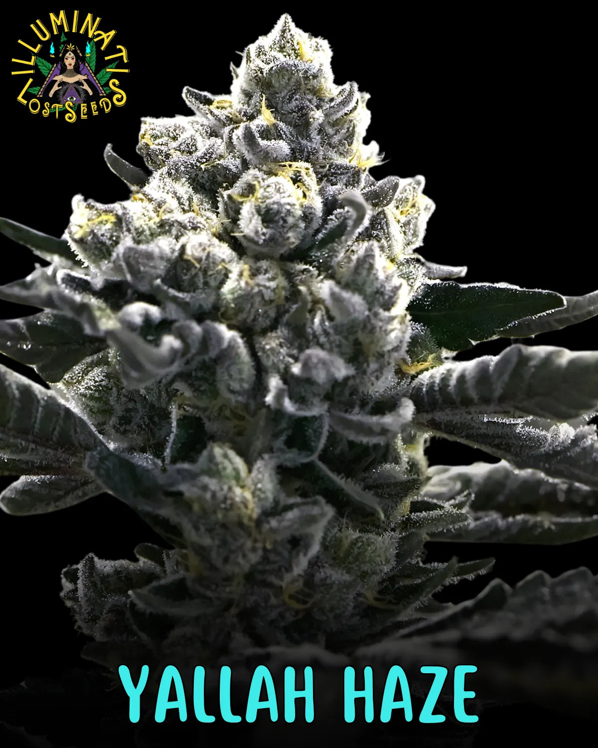Yallah Haze