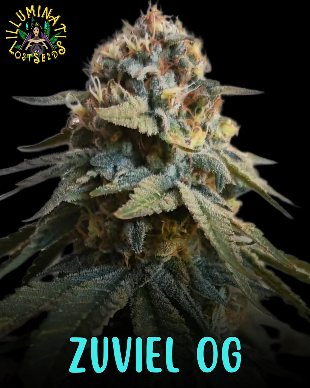 Zuviel OG