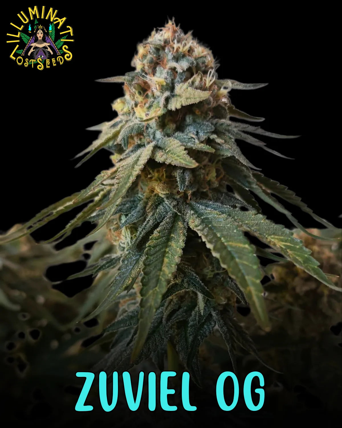 Zuviel OG